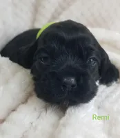 AKC REMI, a male Cocker Spaniel for sale in Holden, MO – Photo 2 of 3