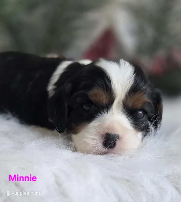 Minnie