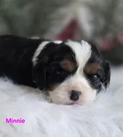 Minnie, a female Cavalier King Charles Spaniel for sale in Holden, MO – Photo 1 of 5