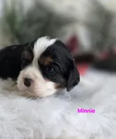 Minnie, a female Cavalier King Charles Spaniel for sale in Holden, MO – Photo 3 of 5