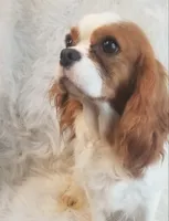 Minnie, a female Cavalier King Charles Spaniel for sale in Holden, MO – Photo 4 of 5