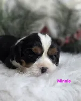 Minnie, a female Cavalier King Charles Spaniel for sale in Holden, MO – Photo 2 of 5
