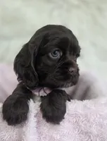 processed/15a2ccfe-39b3-4309-8ec3-ec43ffc4f4de/listing/d3162a0e-894d-4435-9cc8-81d09728c05d/382f4903-8a81-4d8c-9fa8-4763e092aedf