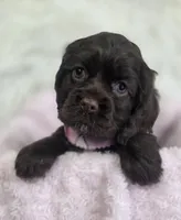 processed/15a2ccfe-39b3-4309-8ec3-ec43ffc4f4de/listing/d3162a0e-894d-4435-9cc8-81d09728c05d/e8e68218-f6ed-462f-bd31-b12a8cd0f30c