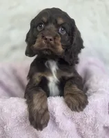 processed/15a2ccfe-39b3-4309-8ec3-ec43ffc4f4de/listing/da83063a-1f14-464a-87cb-2f2e41889088/2fdb5209-cebc-420e-b7a4-5683a9d6fa0a