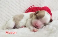 AKC MASON, a male Cavalier King Charles Spaniel for sale in Holden, MO – Photo 2 of 5