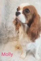 AKC MASON, a male Cavalier King Charles Spaniel for sale in Holden, MO – Photo 5 of 5