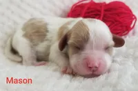 AKC MASON, a male Cavalier King Charles Spaniel for sale in Holden, MO – Photo 3 of 5