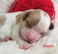 AKC MASON, a male Cavalier King Charles Spaniel for sale in Holden, MO – Photo 1 of 5