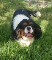 AKC MASON, a male Cavalier King Charles Spaniel for sale in Holden, MO – Photo 4 of 5