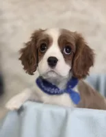 AKC Donald, a male Cavalier King Charles Spaniel for sale in Holden, MO – Photo 2 of 5