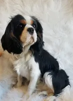 AKC Donald, a male Cavalier King Charles Spaniel for sale in Holden, MO – Photo 4 of 5