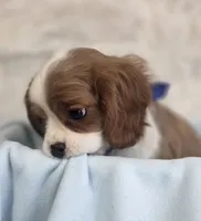 AKC Donald, a male Cavalier King Charles Spaniel for sale in Holden, MO – Photo 1 of 5