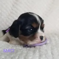 AKC MACI, a female Cavalier King Charles Spaniel for sale in Holden, MO – Photo 4 of 7