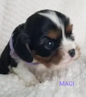 AKC MACI, a female Cavalier King Charles Spaniel for sale in Holden, MO – Photo 1 of 7