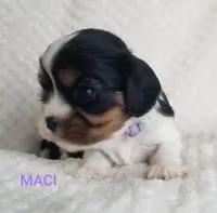 AKC MACI, a female Cavalier King Charles Spaniel for sale in Holden, MO – Photo 3 of 7