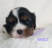 AKC MACI, a female Cavalier King Charles Spaniel for sale in Holden, MO – Photo 2 of 7