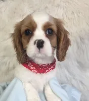 AKC Duke, a male Cavalier King Charles Spaniel for sale in Holden, MO – Photo 1 of 5