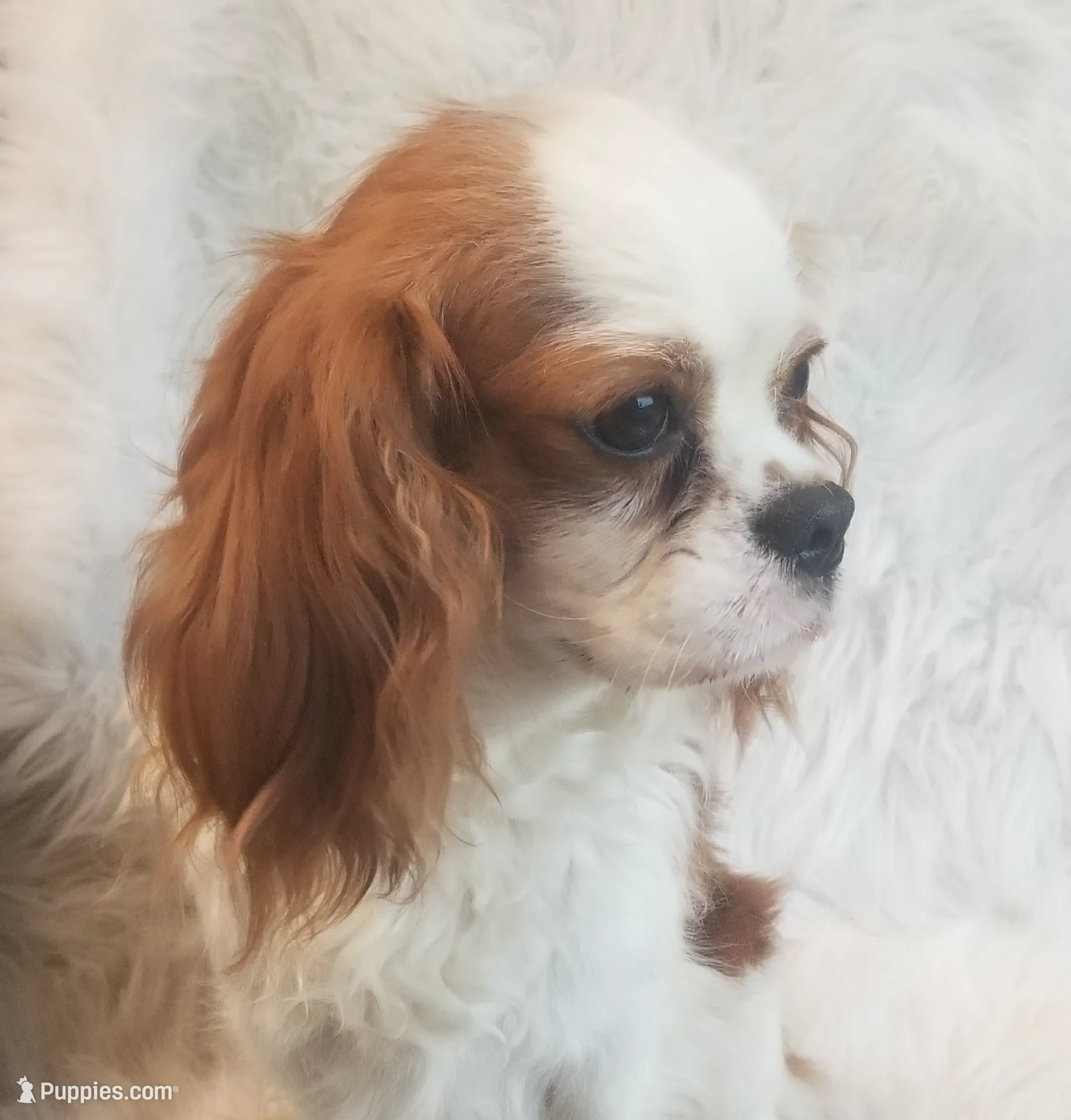 AKC Duke, a male Cavalier King Charles Spaniel for sale in Holden, MO – Photo 4 of 5