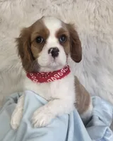 AKC Duke, a male Cavalier King Charles Spaniel for sale in Holden, MO – Photo 2 of 5