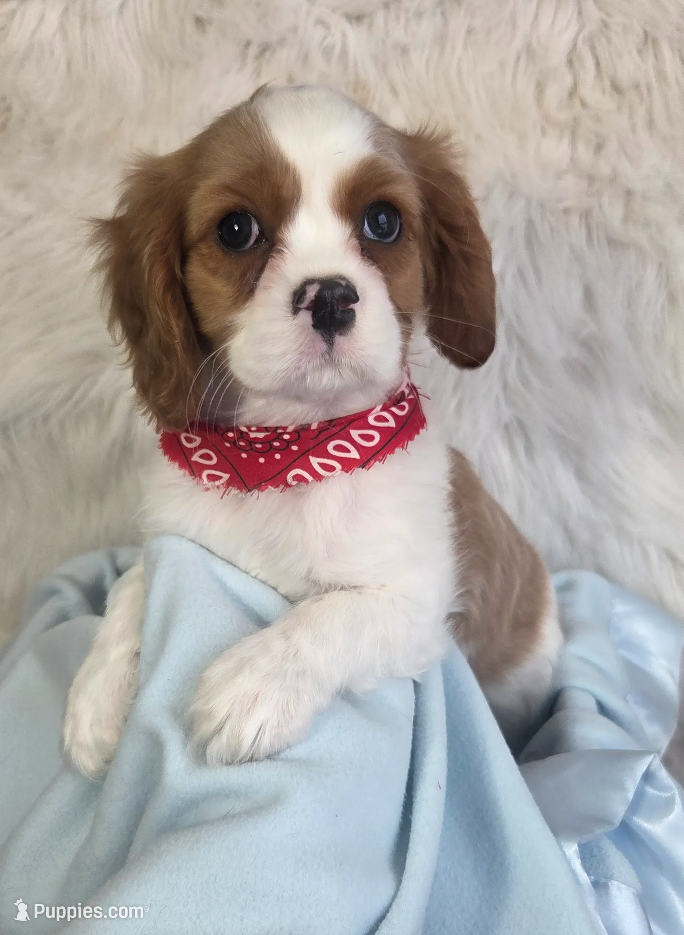 AKC Duke, a male Cavalier King Charles Spaniel for sale in Holden, MO – Photo 3 of 5