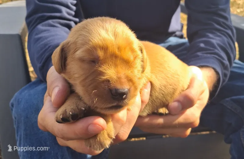 Hercules – Golden Retriever puppy for sale in Buffalo, MO