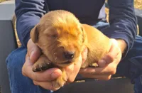 Hercules, a male Golden Retriever for sale in Buffalo, MO – 1 of 6
