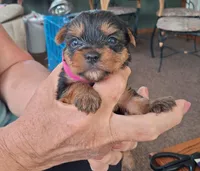 Tater, a female Yorkshire Terrier for sale in Buffalo, MO – Photo 2 of 6