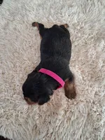 Tater, a female Yorkshire Terrier for sale in Buffalo, MO – Photo 6 of 6