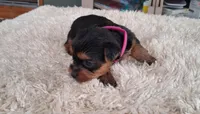 Tater, a female Yorkshire Terrier for sale in Buffalo, MO – Photo 3 of 6