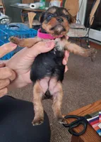 Tater, a female Yorkshire Terrier for sale in Buffalo, MO – Photo 5 of 6