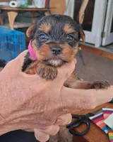 Tater, a female Yorkshire Terrier for sale in Buffalo, MO – Photo 4 of 6