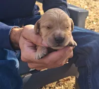 Bella, a female Golden Retriever for sale in Buffalo, MO – 3 of 4