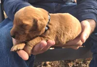 Goliath, a male Golden Retriever for sale in Buffalo, MO – 2 of 5