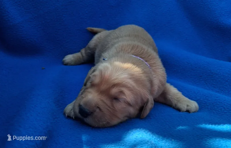 Axel – Golden Retriever puppy for sale in Buffalo, MO