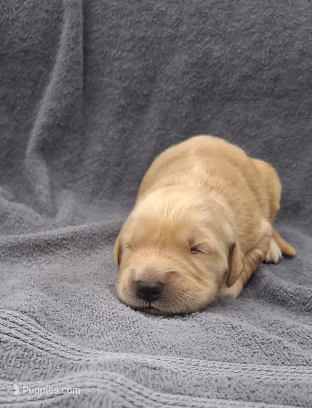 Tex – Golden Retriever puppy for sale in Buffalo, MO