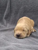 Tex, a male Golden Retriever for sale in Buffalo, MO – 1 of 6