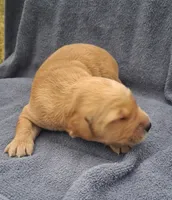 Ruby Lynn, a female Golden Retriever for sale in Buffalo, MO – 3 of 5