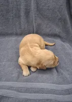 Bella, a female Golden Retriever for sale in Buffalo, MO – 3 of 4