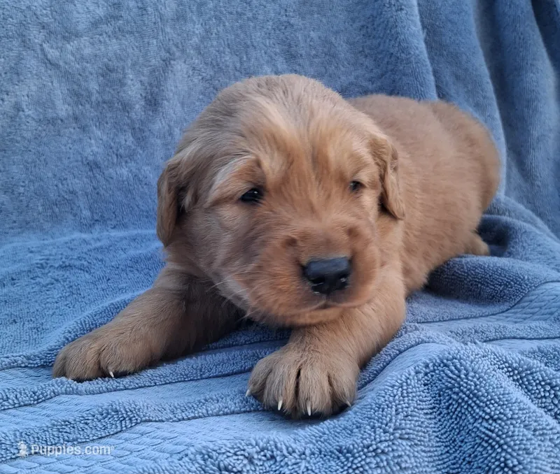 Teddy – Golden Retriever puppy for sale in Buffalo, MO