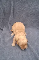 Charlie, a male Golden Retriever for sale in Buffalo, MO – 6 of 6