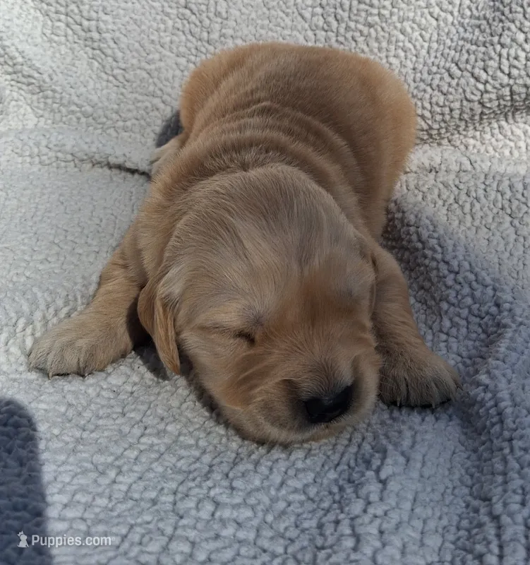 Tex – Golden Retriever puppy for sale in Buffalo, MO