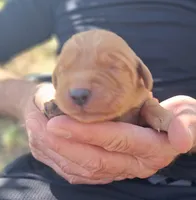 Teddy, a male Golden Retriever for sale in Buffalo, MO – 4 of 6