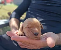 Axel, a male Golden Retriever for sale in Buffalo, MO – 3 of 4