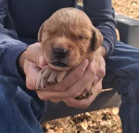 Wily, a male Golden Retriever for sale in Buffalo, MO – 2 of 5