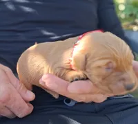 Teddy, a male Golden Retriever for sale in Buffalo, MO – 2 of 6