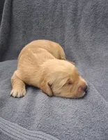 Bella, a female Golden Retriever for sale in Buffalo, MO – 4 of 4
