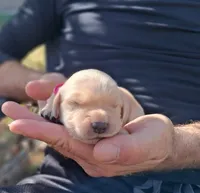 Pixie, a female Golden Retriever for sale in Buffalo, MO – 3 of 6