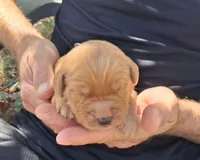 Ace, a male Golden Retriever for sale in Buffalo, MO – 4 of 5