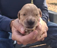 Bella, a female Golden Retriever for sale in Buffalo, MO – 1 of 4